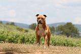 AMSTAFF ADULT 505